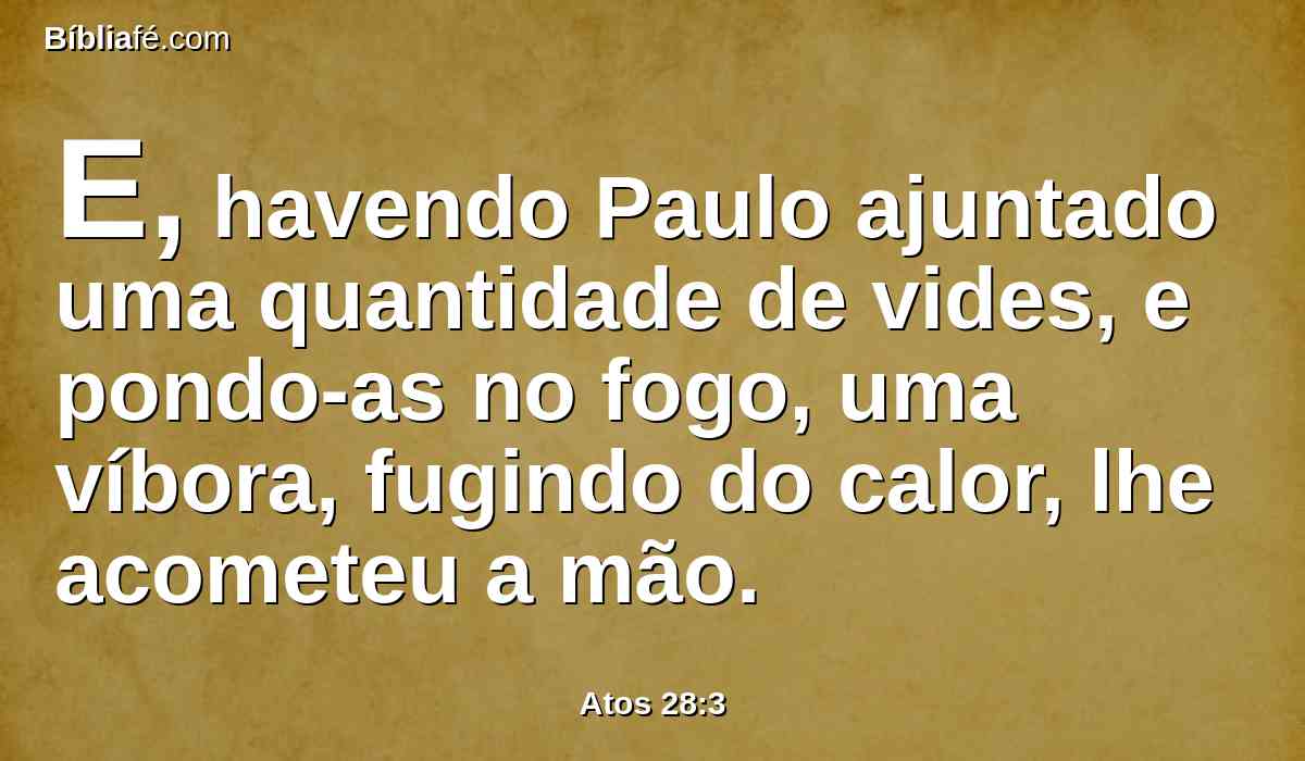 E, havendo Paulo ajuntado uma quantidade de vides, e pondo-as no fogo, uma víbora, fugindo do calor, lhe acometeu a mão.