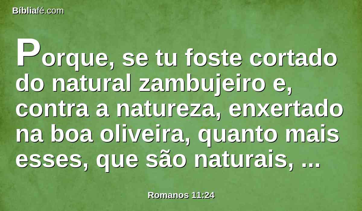 Porque, se tu foste cortado do natural zambujeiro e, contra a natureza, enxertado na boa oliveira, quanto mais esses, que são naturais, serão enxertados na sua própria oliveira!